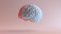 Human Brain Medical Anatomy Red Blue Feminine Masculine Hemispheres Mind Science Creative Intelligence Idea Front Left View