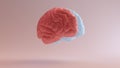 Human Brain Medical Anatomy Red Blue Feminine Masculine Hemispheres Mind Science Creative Intelligence Idea Front Right View