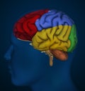 Human brain Royalty Free Stock Photo