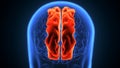 Human brain medulla oblongata anatomy.3d illustration