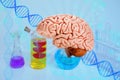 Human brain model, deoxyribonucleic acid, molecular compounds on a blue blurred background, study of the human genome, concept