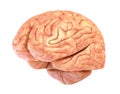 Human brain model, isolated