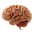 Human Brain Model Isolated On White Background. Anatomy And Science Concept. 3d Render Royalty Free Stock Photo