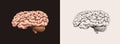Human brain. Nervous system. Retro vector illustration for woodcut or print. Hand drawn sketch. Royalty Free Stock Photo