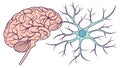 Human Brain Neuron Connection, Neuroscience and Thought Process, vector design Generative AI Royalty Free Stock Photo
