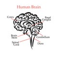 HUMAN BRAIN OUTLINE MONOCHROME Medical Education Vector