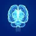 Human Brain posterior view Royalty Free Stock Photo