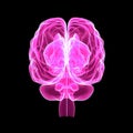 Human Brain posterior view Royalty Free Stock Photo