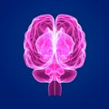 Human Brain posterior view Royalty Free Stock Photo