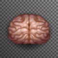 Human Brain Realistic 3d Poster Transparent Background Icon Template Mockup Design Vector Illustration