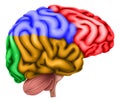 Human Brain Regions Lobes Anatomy Illustration