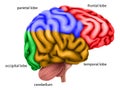 Human Brain Regions Lobes Labelled Illustration