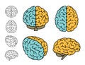 Human brain. Set of multiple Views. Vector illustration.