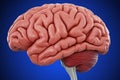 Human brain shown on a blue background, focusing on its active regions. Illustration of the creation of a computer mind Royalty Free Stock Photo