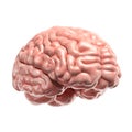 Human brain 3d rendering isolated illustration