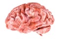 Human Brain, side view. 3D rendering Royalty Free Stock Photo