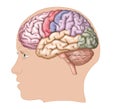 Human brain / side view Royalty Free Stock Photo