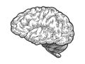 Human brain sketch engraving vector Royalty Free Stock Photo