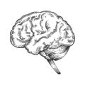 Human brain sketch engraving vector Royalty Free Stock Photo