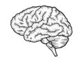 Human brain sketch engraving vector Royalty Free Stock Photo