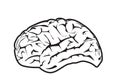 Human brain sketch Royalty Free Stock Photo