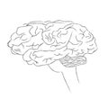 Human brain. Sketch, vector Royalty Free Stock Photo