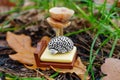 Human brain sleeping under mushrooms outdoors