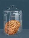 Human brain in a specimen jar Royalty Free Stock Photo