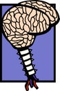 Human brain with spinal column vector illustration