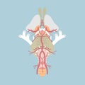 Human brain stem, cranial nerves and blood supply of central nervous system, circle of willis, internal organs anatomy body part