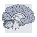 Human brain structures sagitall view