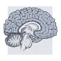 Human brain structures sagitall view Royalty Free Stock Photo