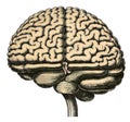 A human brain in the style of an old anatomical engraving, drawing, isolated on a white background Royalty Free Stock Photo