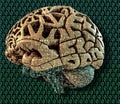 A human brain with the textures of a computer printed circuit board on the background of bits 0 and 1 Royalty Free Stock Photo