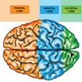 Human brain top view