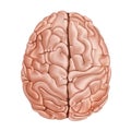 The human brain. Top view. Medical didactic anatomy illustration. Vector realistic