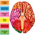 Human brain underside view