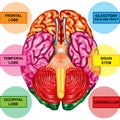 Human brain underside view Royalty Free Stock Photo