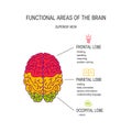 Human brain vector concept
