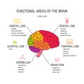 Human brain vector concept