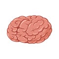 Human brain vector icon isolated Royalty Free Stock Photo