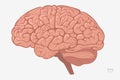 Human Brain. Vector Illustration for Education. Study of Anatomy within the Fields of Physiology, Psychology, and Neurology