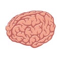 Human brain. Vector illustration isolated on white background. Royalty Free Stock Photo