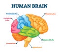 Human brain vector illustration. Labeled anatomical educational parts scheme