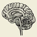 Human brain - vintage engraved illustration Royalty Free Stock Photo