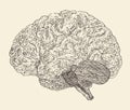 Human brain vintage illustration, engraved retro style, hand drawn Royalty Free Stock Photo
