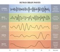 Human Brain Waves Diagram / Chart / Illustration