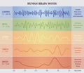 Human Brain Waves Diagram / Chart / Illustration