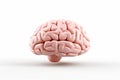 Human brain on a white background. 3d render, 3d illustration Royalty Free Stock Photo
