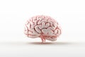 Human brain on a white background. 3d render, 3d illustration Royalty Free Stock Photo